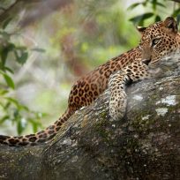 Sri Lanka